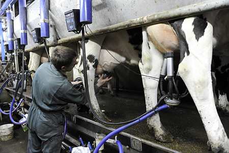 Vaches laitières à la traite
