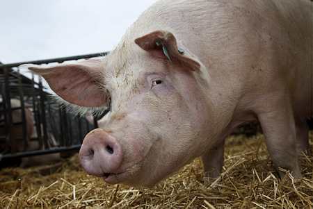 Porc : la FNP et Coop de France appellent les salaisons à accompagner la hausse des cours (© C. WATIER)