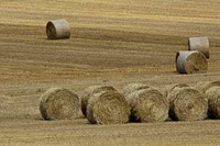 Biomasse: un débouché pour les cultures énergétiques et les produits agricoles. Photo: Watier
