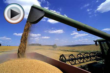 Céréales/Marché: les stocks de report s'alourdissent en blé (FranceAgriMer). Photo: F. Remise