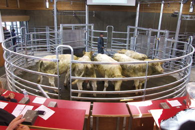 Foirails : les apports de bovins maigre ont progressé en 2009