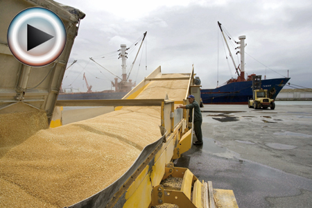 Marché des céréales: le bilan s'allège pour le blé tendre (FranceAgriMer)? Photo: C. Thiriet