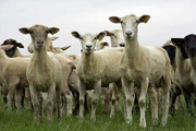 Ovins/Aveyron: action de la Confédération paysanne contre l'agneau néo-zélandais (© C. Watier)