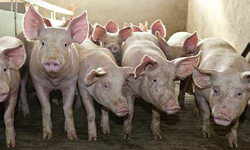 Crise porcine : des éleveurs ont bloqué les salaisons Polette dans le Puy-de-Dôme (© C. Thiriet)