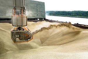 La consommation et le commerce des céréales atteignent des niveaux records, selon le Conseil international des céréales. (© Thiriet)