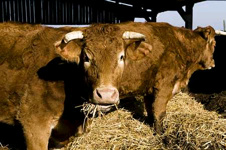Réforme de la Pac/UE : des pistes pour la viande bovine