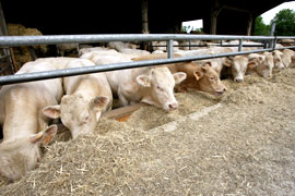 Viande bovine : l'aide à l'engraissement doit être liée à une contractualisation (FNB) - Photo : JB Gutner
