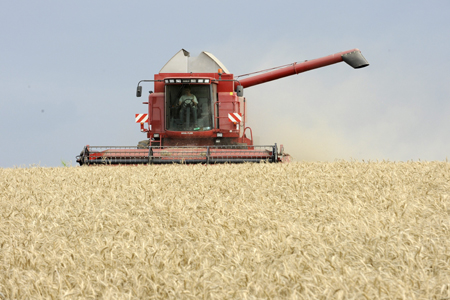 Récoltes : production revue en hausse à 33,3 Mt pour le blé tendre, colza à 5,3 Mt (FranceAgriMer)