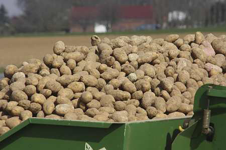 Pommes de terre : récolte record à 25,5 millions de tonnes dans le nord de l'Europe (NEPG)