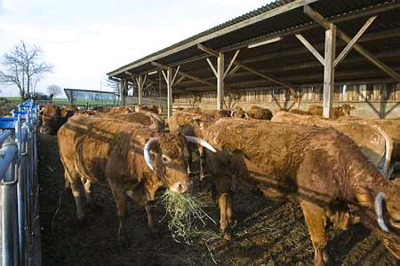 Viande bovine : les syndicats répondent à « la provocation » du ministre