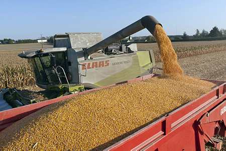 Céréales/Production monde : Hausse du maïs mais baisse du blé en 2012-13 (CIC) - © Watier