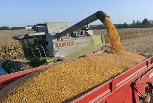 Chantier de récolte de maïs grain. En 2012, 80 000 ha de maïs supplémentaires ont été semés en France (© Watier)