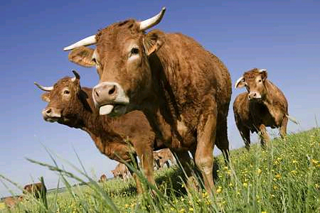 Viande bovine : la FNB veut relancer la production (+ VIDEO). @Claudius THIRIET