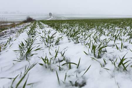 Cultures d'hiver : dégradées par l'excès d'humidité sur le quart Nord-Ouest de la France (FranceAgriMer)  @Claudius Thiriet   
