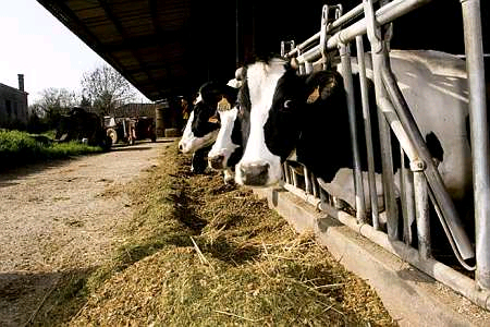 Vaches laitières Prim'Holstein au cornadis (@ JM Nossant)