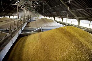 La production mondiale de maïs devrait avoisiner 905 Mt en 2012-13, soit 45 millions de tonnes de maïs de moins que prévu (© Nossant)