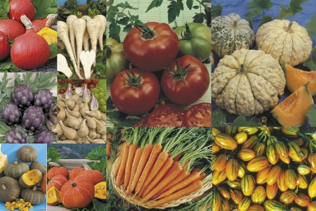 Pour la Cour de justice de l'UE, l'Europe a raison d'imposer l'obligation de ne commercialiser que des semences de légumes inscrites sur les catalogues officiels (crédit : Graines Baumaux)
