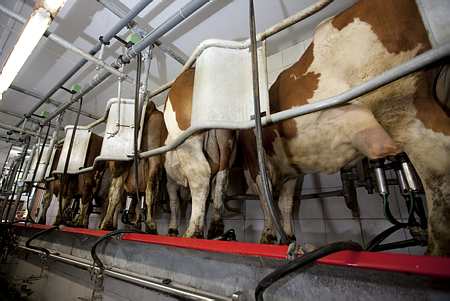 Les Européens sont divisés sur l'opportunité d'intervenir pour soutenir les cours du lait. (vaches à la traite - © Thiriet)