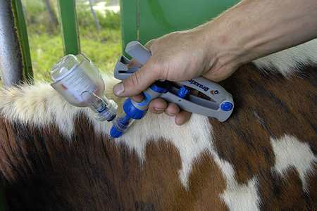 vaccination contre la fièvre catarrhale ovine ou FCO (© Leintenberger)