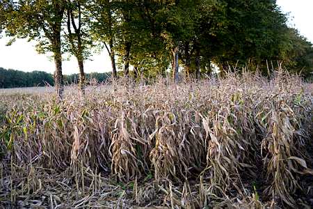 L'USDA estime à 100 Mt les pertes en maïs à mettre sur le compte de la sécheresse durant les deux derniers mois (@ Nossant - 2011)