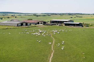 Vue aerienne en Moselle. Bâtiments d'une exploitation agricole en poyculture-élevage avec troupeau de vaches charolaises au parc autour de l'exploitation (© Thiriet)