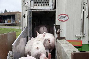Chargement d'un camion de porcs charcutiers pour l'abattoir (© Champion)