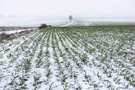Neige dans les champs