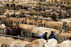 Vaches au marché aux bestiaux