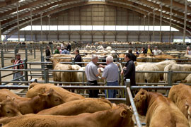Assemblée générale des commerçants en bestiaux (FFCB) à Saint-Malo - Photo : Thiriet
