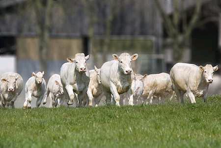 Viande bovine : la FNB présente son plan de relance à un ministre en campagne (© Thieriet)