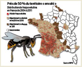 Distribution en France de Vespa velutina, le freulon asiatique, de 2004 à 2011 : près de 50 % du territoire est déjà envahi avec un gros « buzz » dans le Grand Sud-Ouest (source INPN)