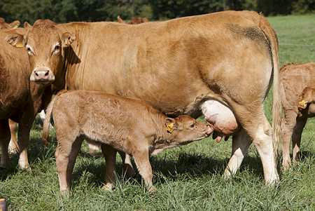 Vache allaitante - Photo : Christian Watier   
