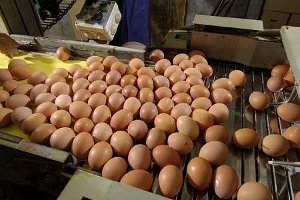 La production d'œufs en ce début d'année connait une forte hausse (© Leinteberger)