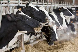 Le préfet de la Somme a autorisé le 1er février 2013 la création d'une « ferme aux 1.000 vaches ». En réalité l'autorisation court pour une exploitation de 500 vaches laitières associées à un méthaniseur, près d'Abbeville (© Watier)