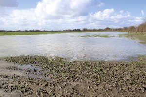 Dans les parcelles saturées en eau, il n'est pas rare d'observer des disparitions de pieds de blé (© Watier)