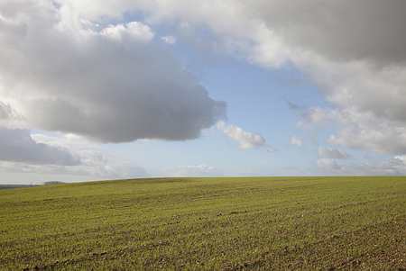 Cultures d’hiver/Surfaces : Plus de blé tendre et d'orge, moins de blé dur et de colza (ministère). @SEBASTIEN CHAMPION   