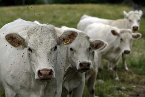 Ruminants/Aides à l'élevage 2013 : Trois formulaires de demande d'aides à remplir avant le 15 mai. Photo : Watier