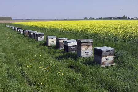 Ruche avec abeilles en bordure de champ de colza pour augmenter le taux de fécondation des fleurs de colza (© champion)