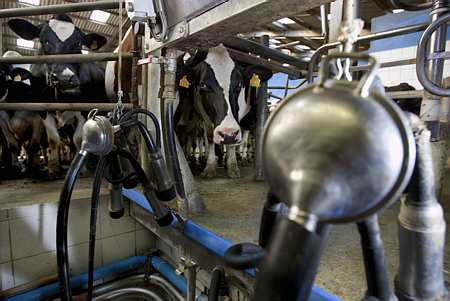 La collecte laitière devrait marquer une pause en 2013 avant de rebondir en 2014, estime la Commission européenne (© Thiriet)