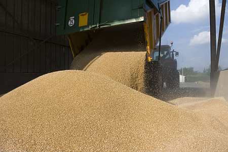 « Les rendements proches de la moyenne quinquennale pour les céréales à paille restent toutefois irréguliers et la qualité des récoltes pourrait être décevante », a indiqué mardi Agreste. Photo : Nossant