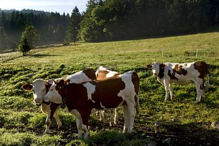Vaches montbéliardes au paturage (© P. Roy)