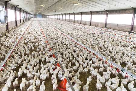 Les élevages industriels de poulet sont particulièrement confrontés aux problèmes de résistance aux antibiotiques. © Thiriet