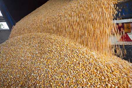 Le CIC prévoit une production mondiale de blé de 691 millions de tonnes (Mt) en 2013/2014. (© Thiriet)