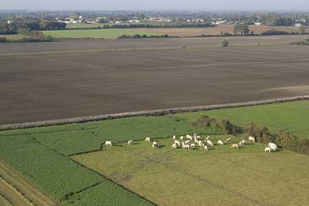 Paysage agricole avec des vaches au pâturage et une parcelle de grandes cultures labourée en arrière plan (© Champion)