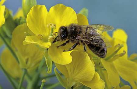 Une abeille butinant une fleur de colza. © Watier