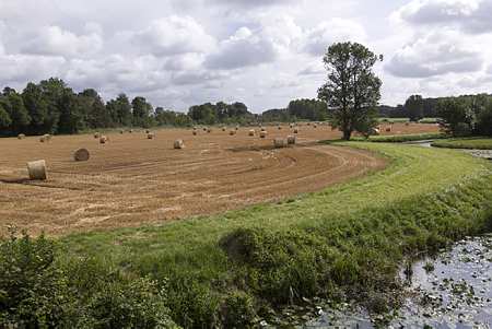 Bande enherbée en bordure d'un champ de céréales, le long d'un ruisseau (© Watier)