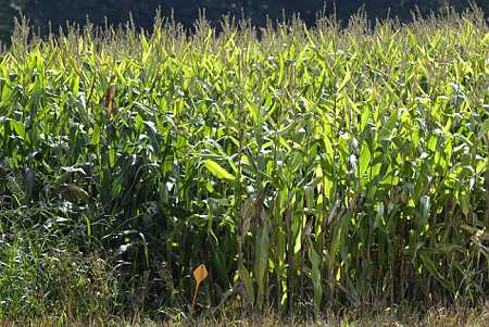 Un champ de maïs Mon 810 avant son interdiction. © Gleizes