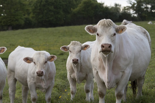 Viande bovine : la FNB « déçue mais pas abattue » par la réunion interprofessionnelle