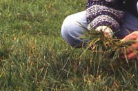 Pour éviter le stress, l’analyse de l’herbe doit être faite pleine croissance. © C. HUE/GFA
