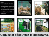 Manipuler ses bovins vite et en toute sécurité (diaporama)